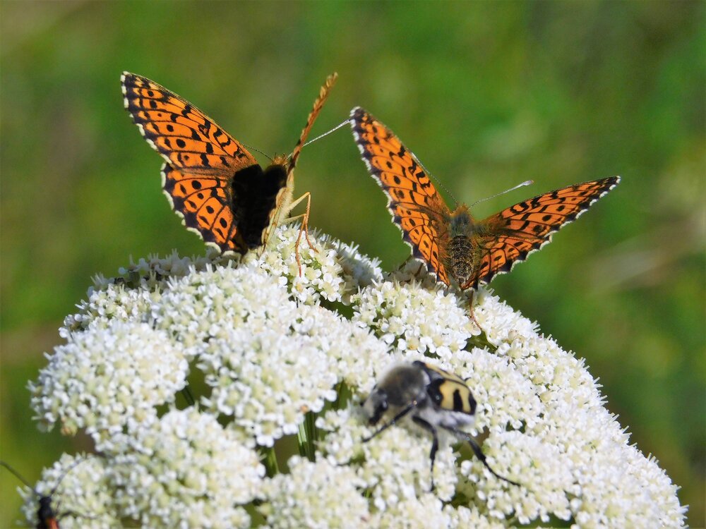 Photograph by Чкареули Светлана