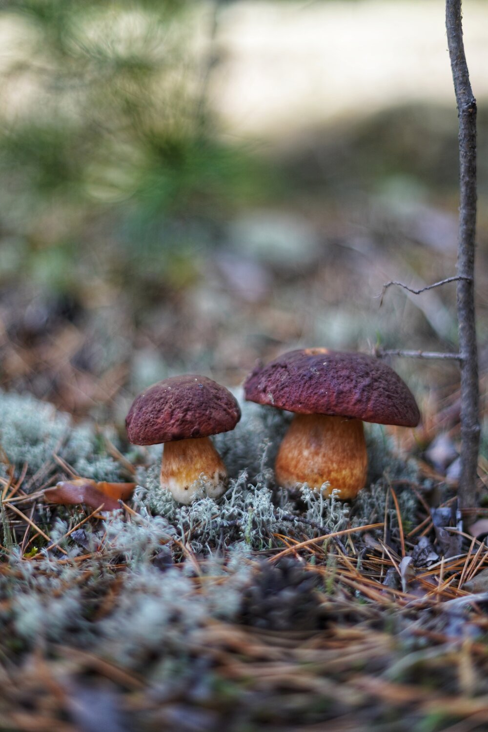 Photo #13924622