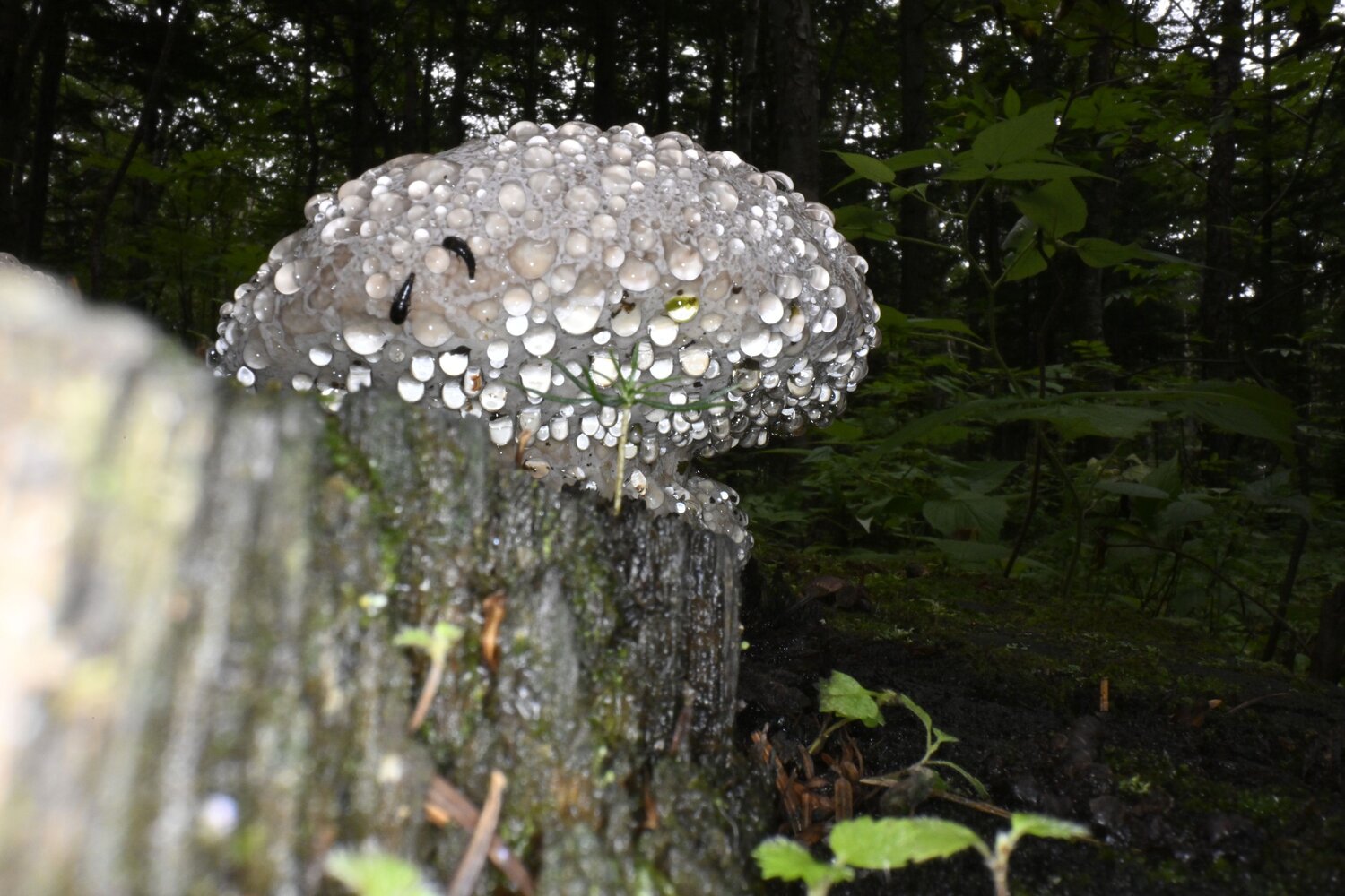 Photo #13924706