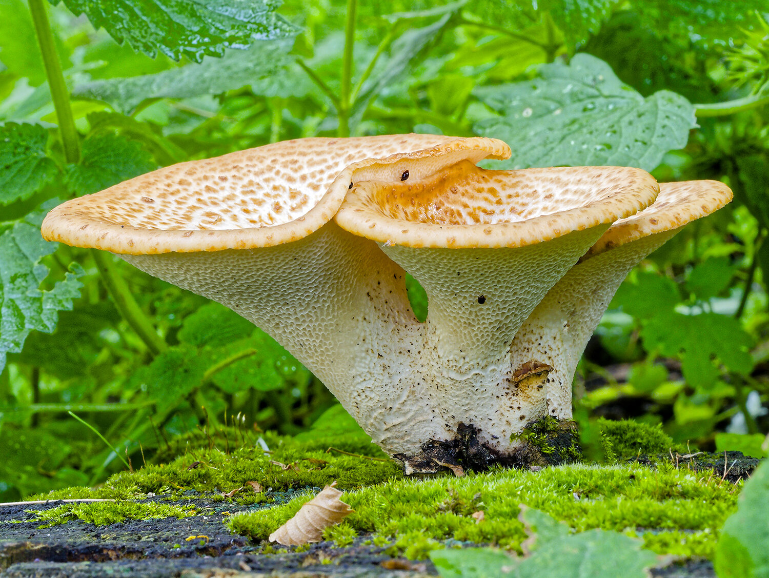 Cerioporus squamosus