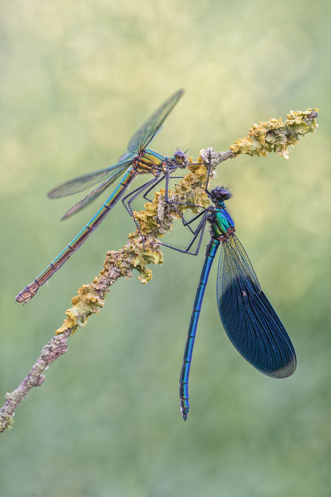Photograph by Enrico Luzi