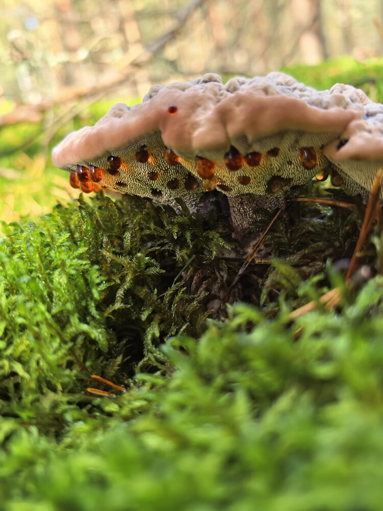 Photograph by Елена Охапкина
