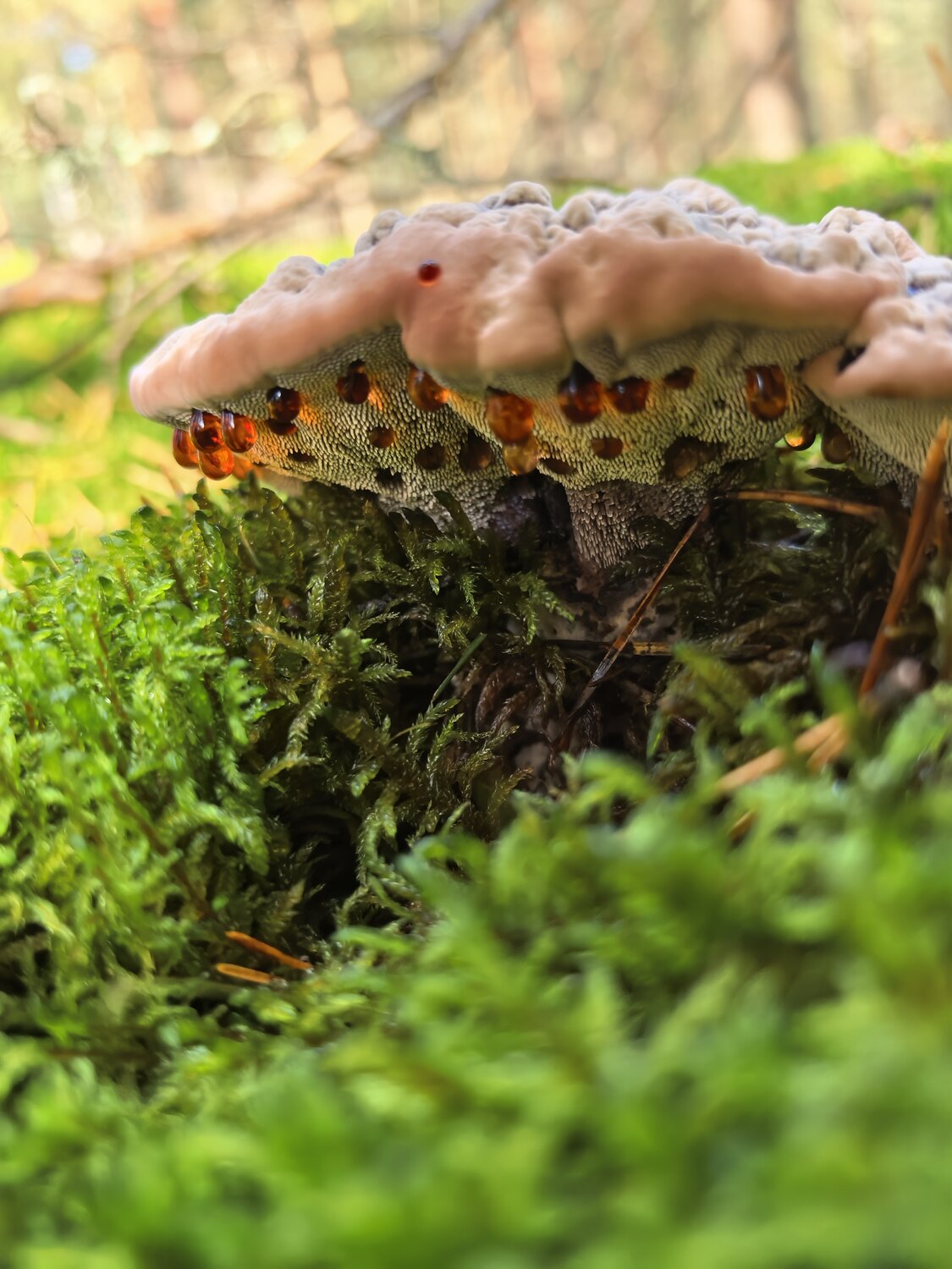 Photo #13924835