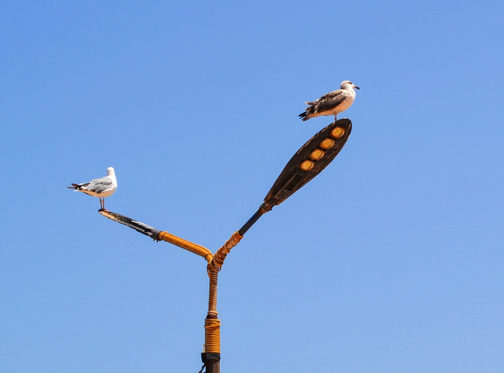 Le lampadaire aux mouettes