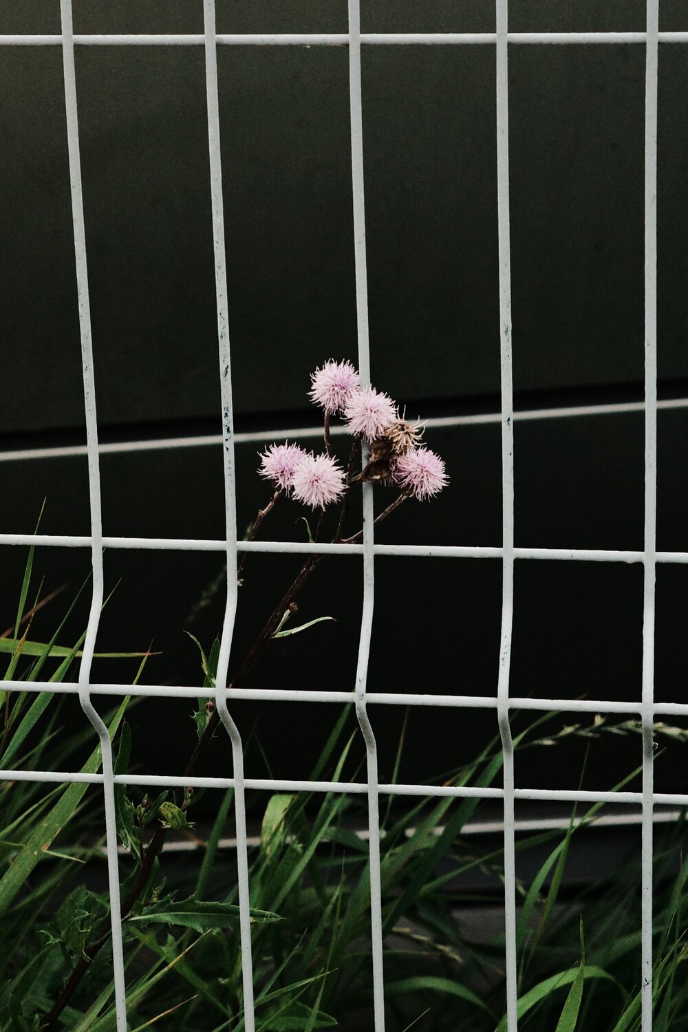 Photo #13925061