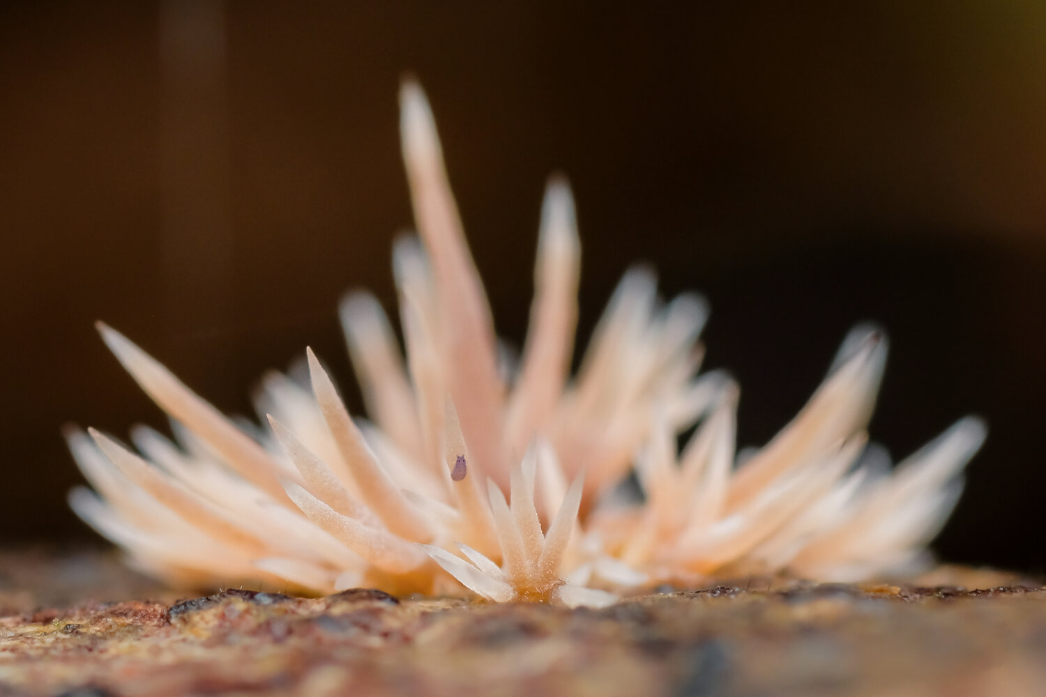 Photo #13925099