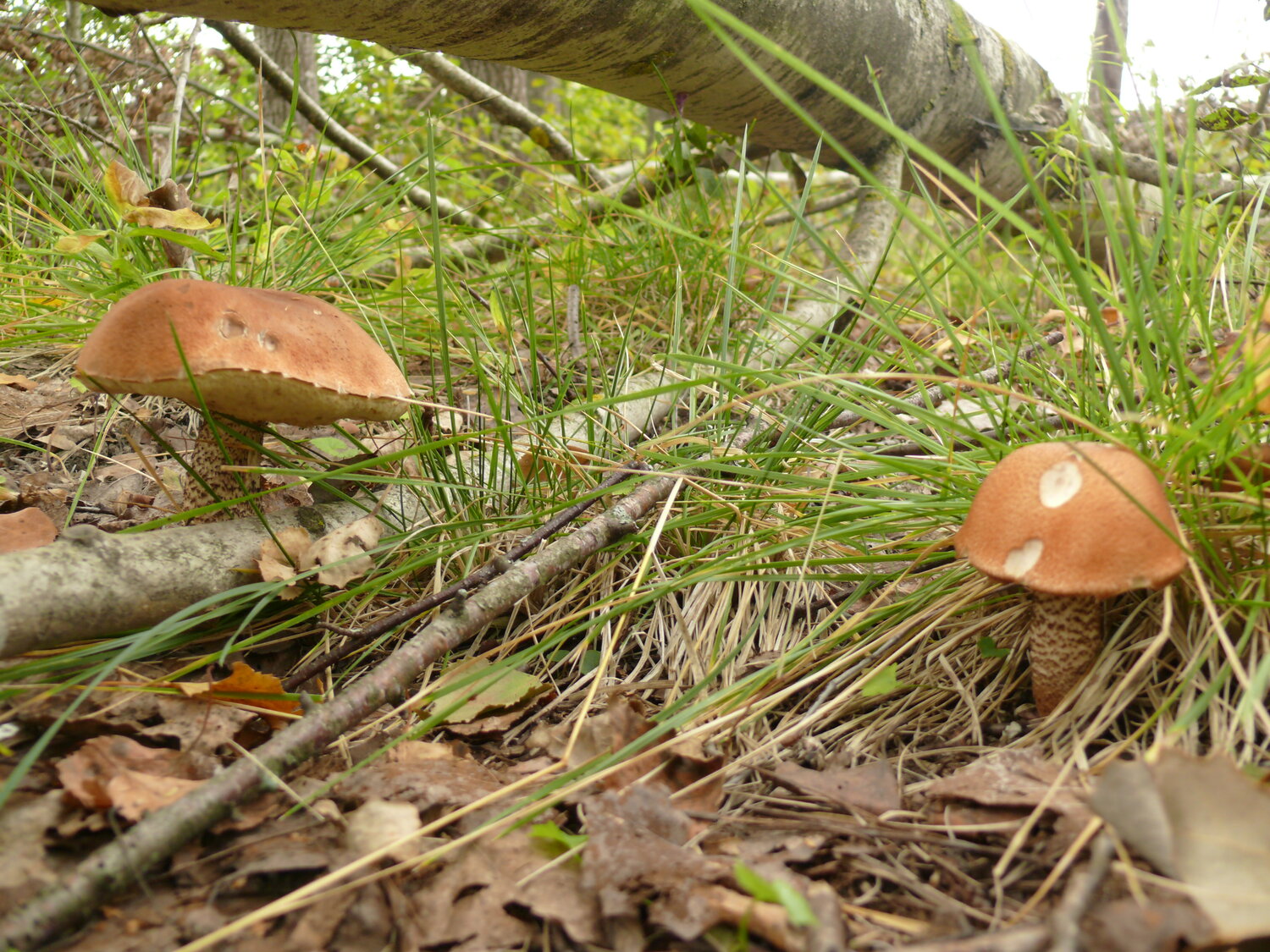 Photo #13925130