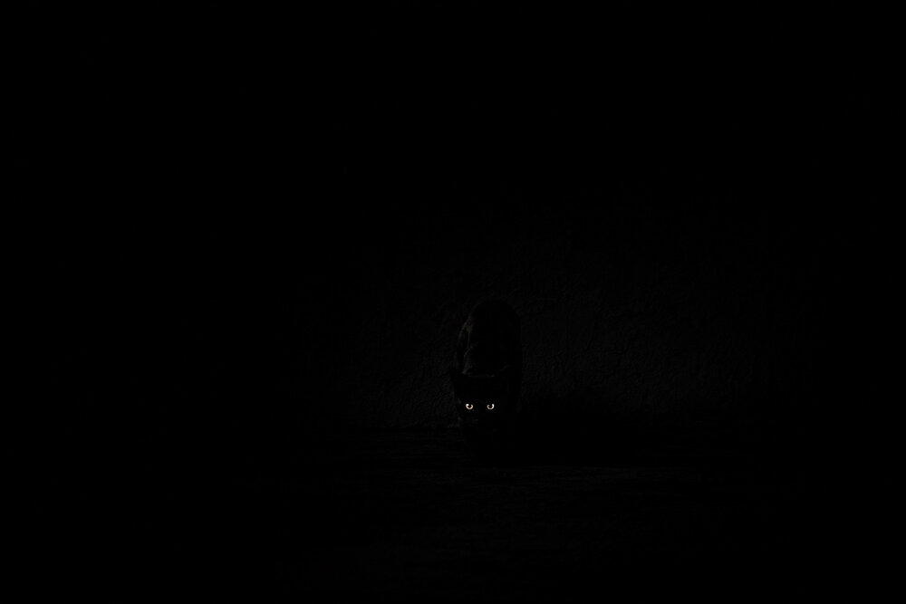 Pussycat.