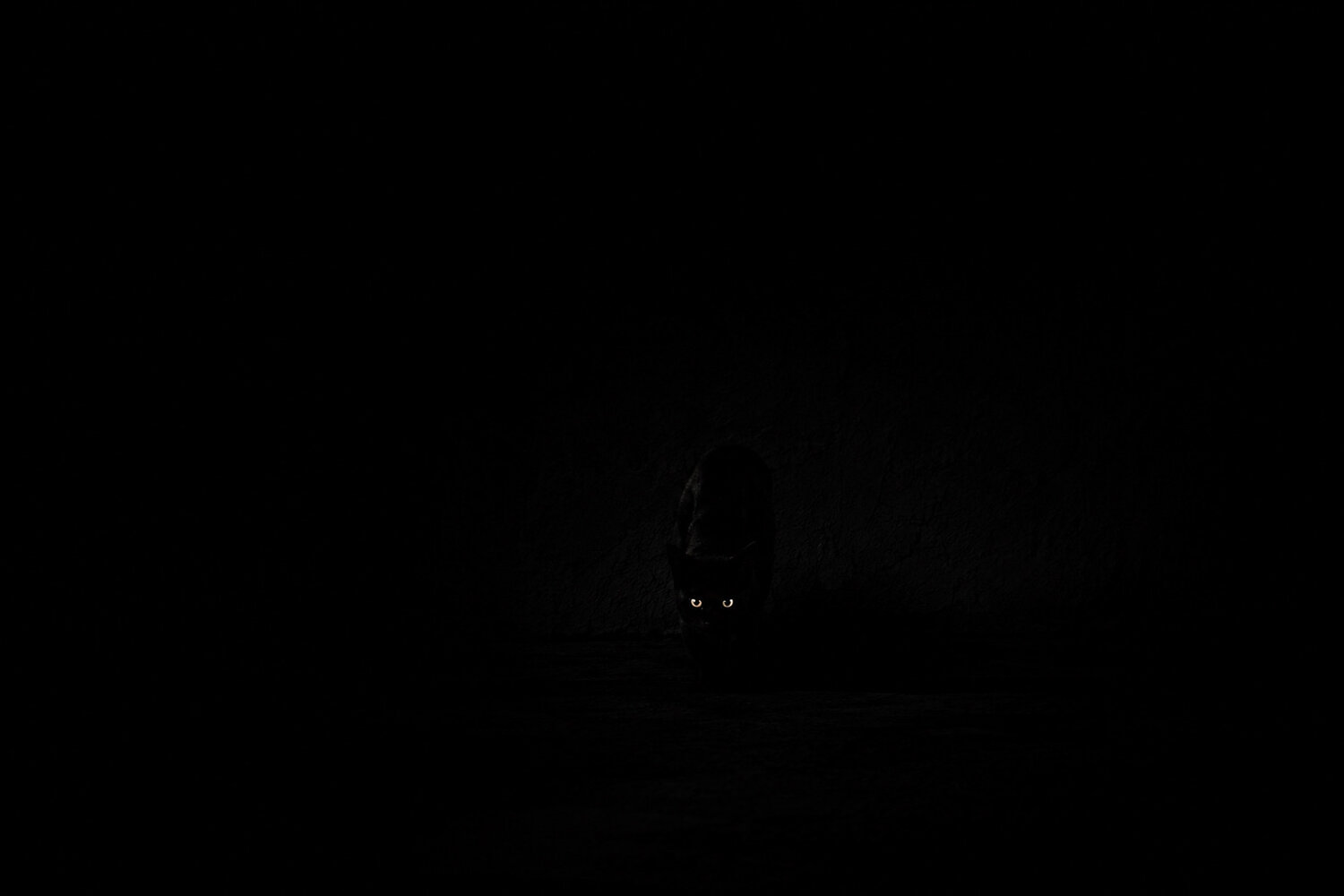 Pussycat.