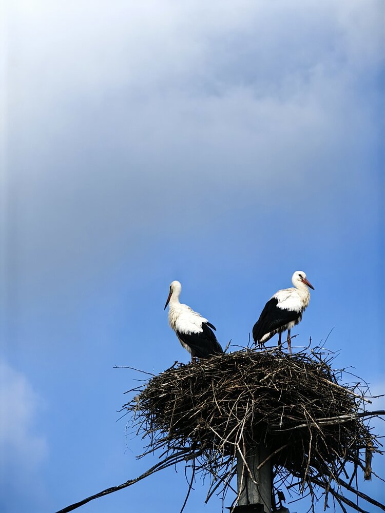 Photograph by Ольга Подопригора