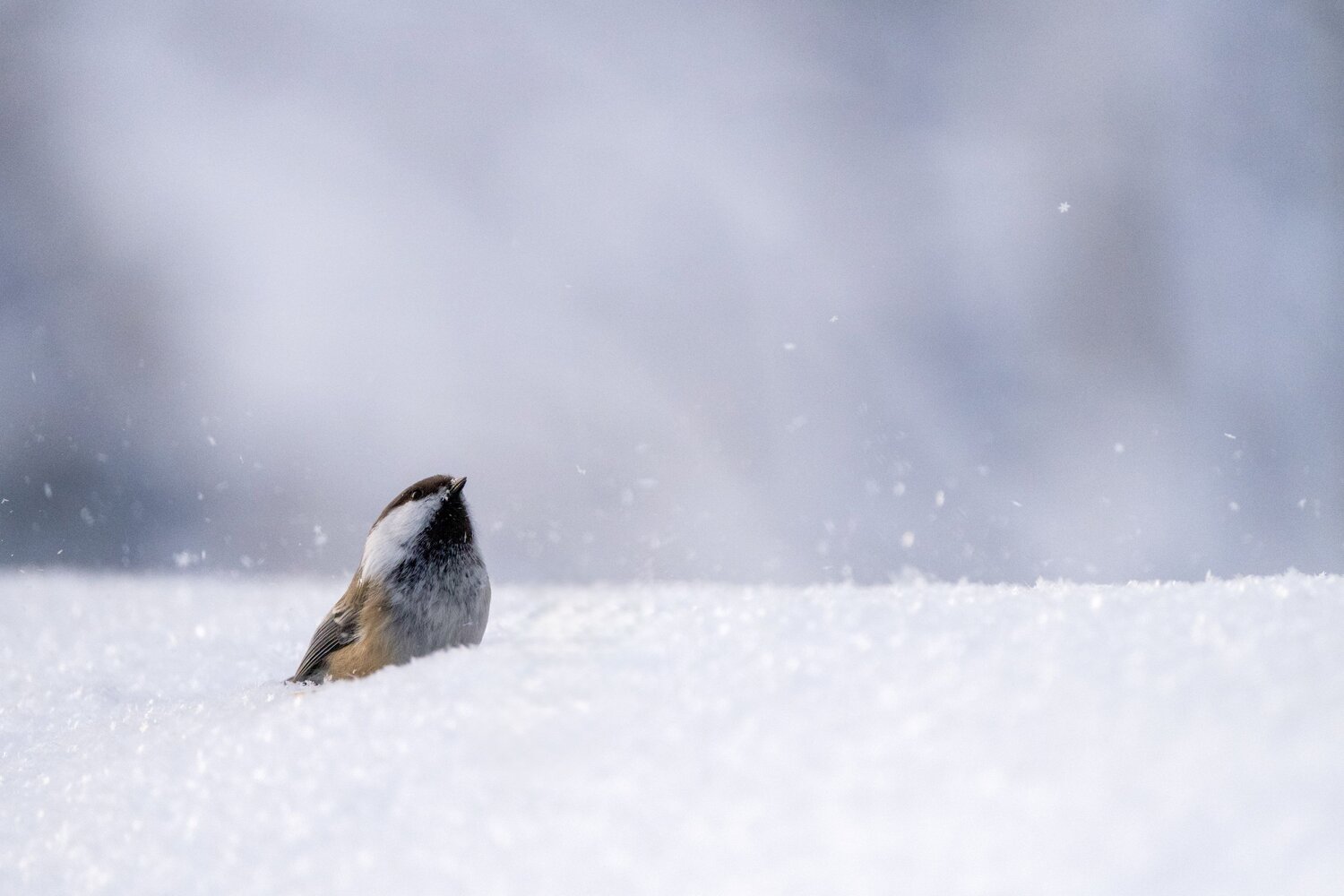 Photo #13925306