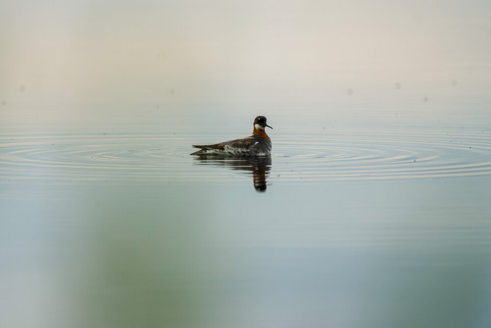 Photograph by Viktoriya Kim