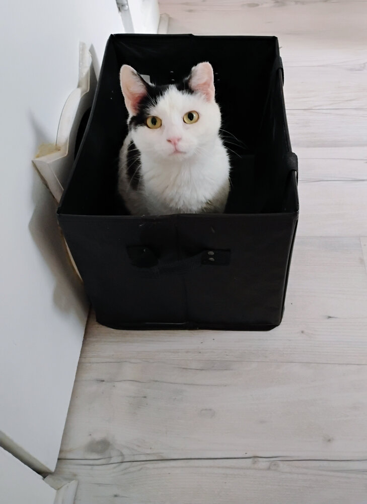 Thinking Inside the Box