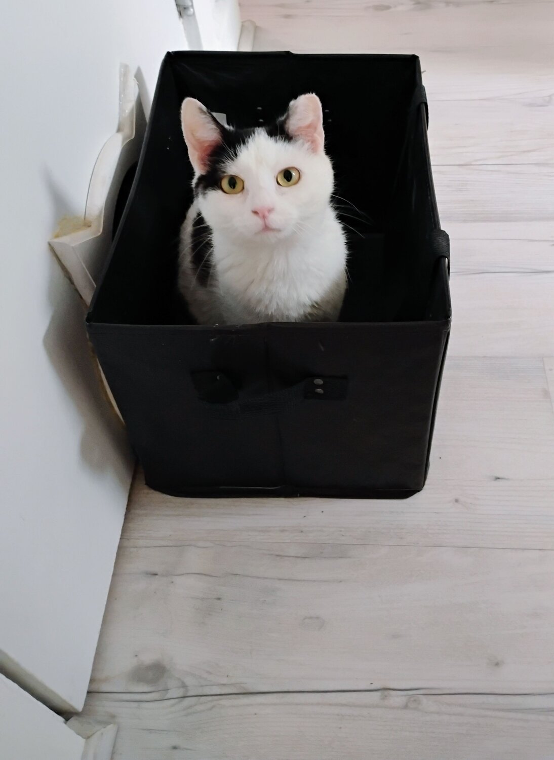 Thinking Inside the Box