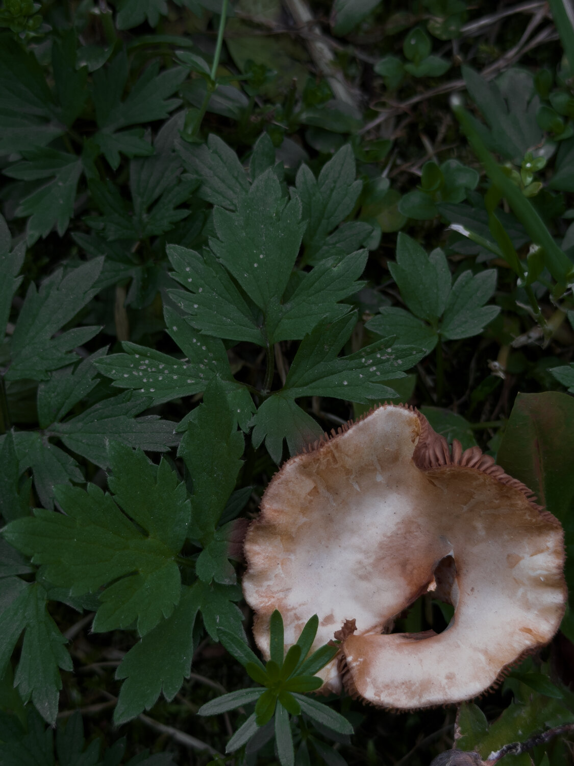 Photo #13925442