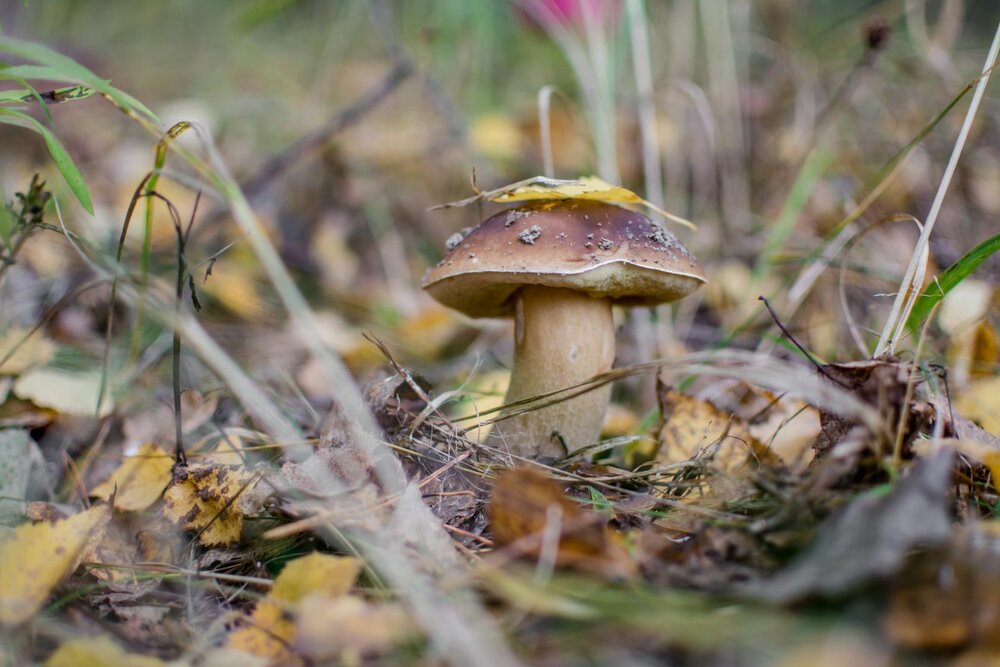 Photograph by Елена Царёва