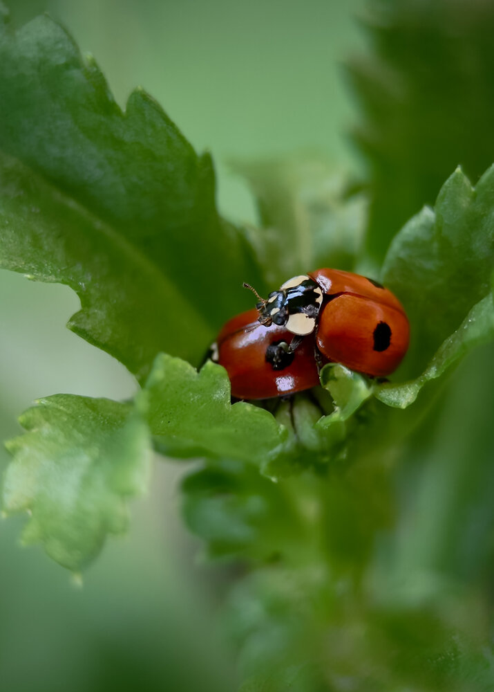 Photograph by Oxana Petlina