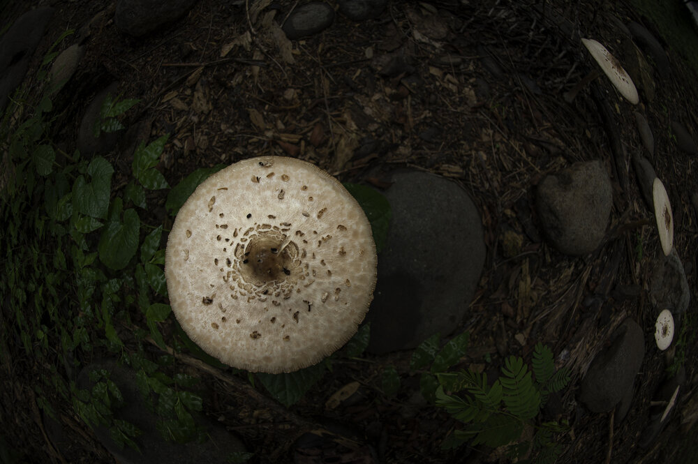 Parasol mushroom