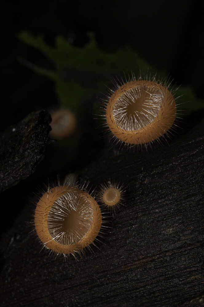 Hairy cup