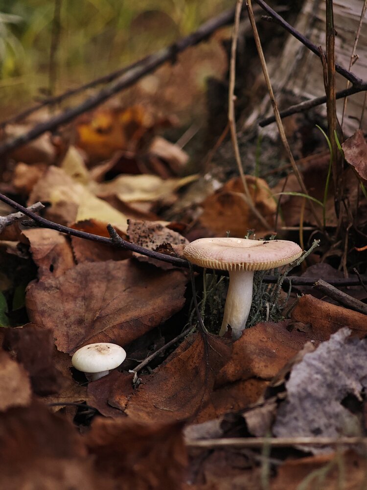 Photograph by Наталья Иванова