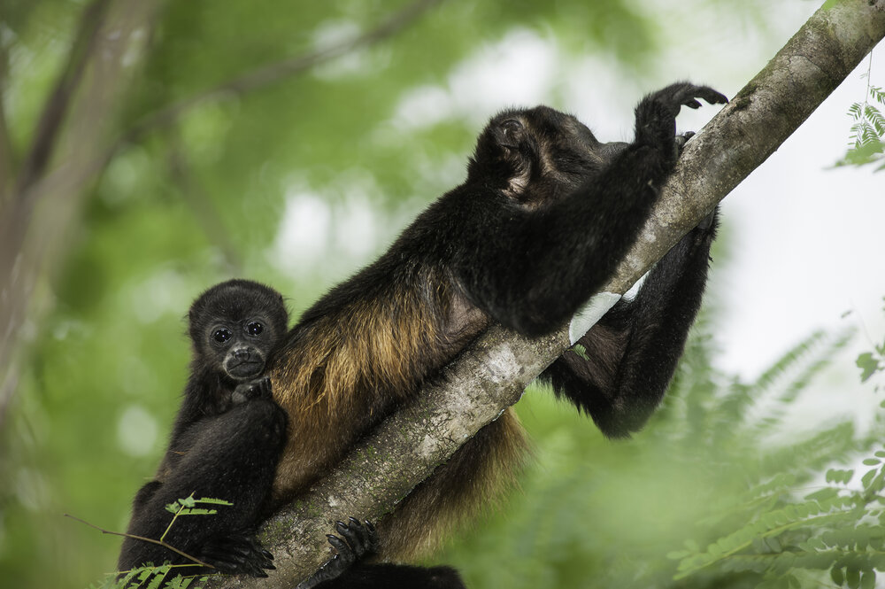 Howler monkey.