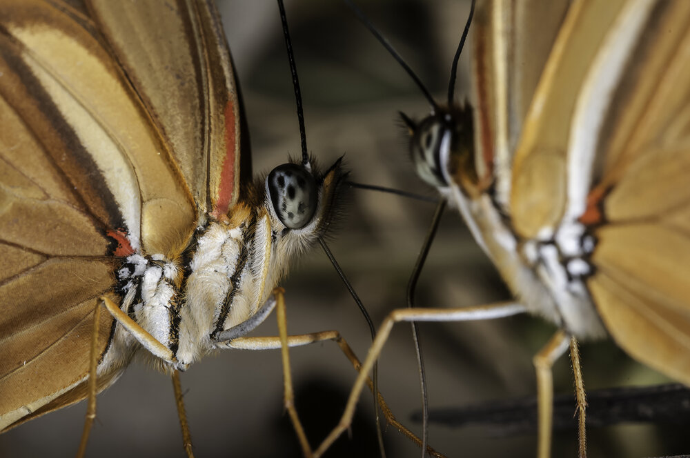 Butterflies