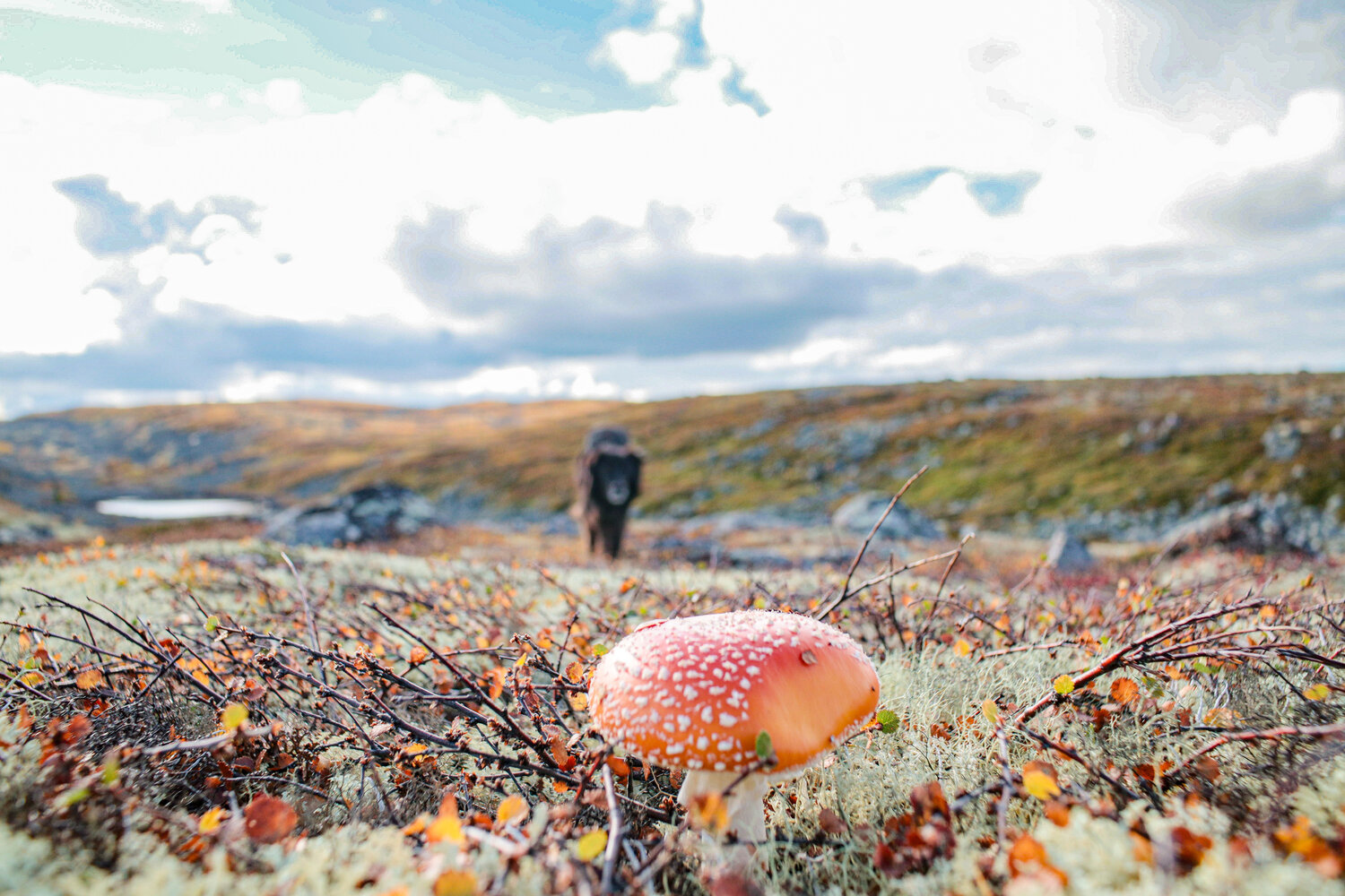 Photo #13925783