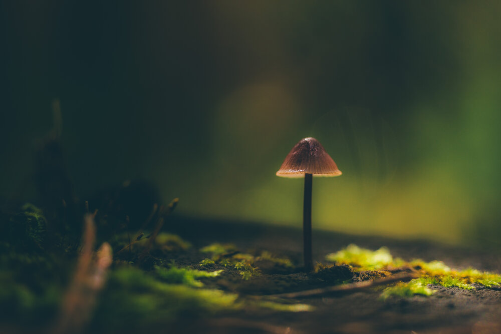 Фотография автора Anton Ry