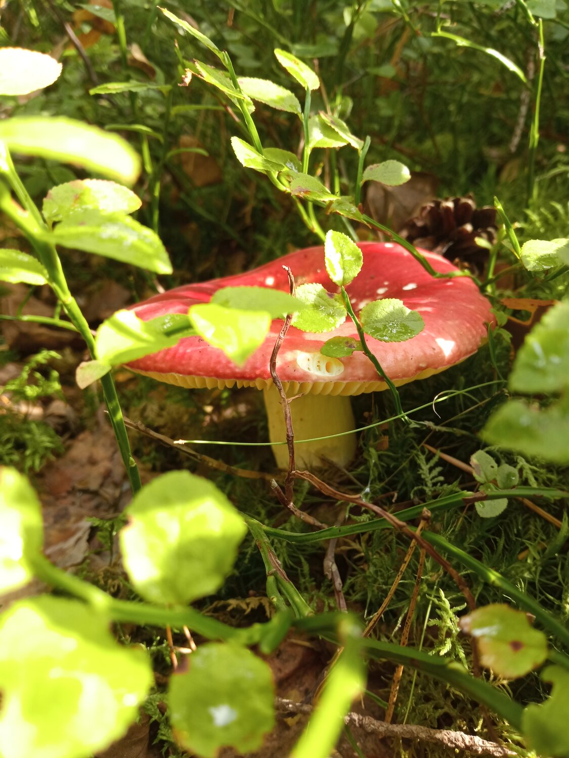 Photo #13925925