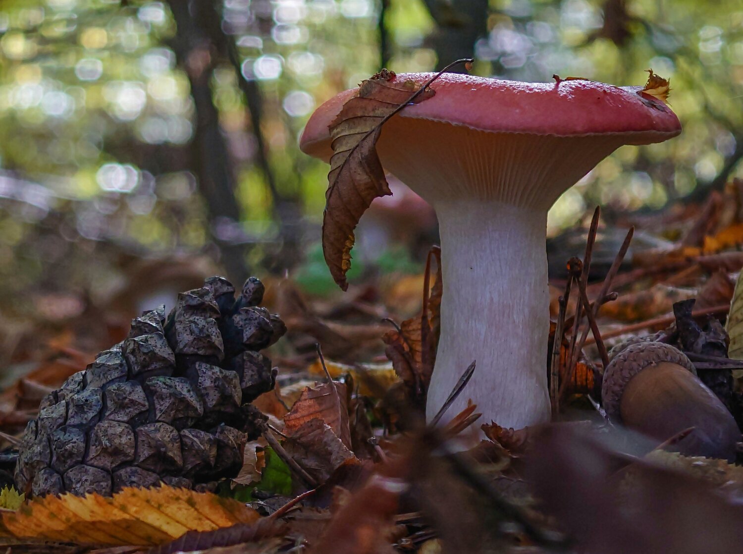 Russula & Friends.