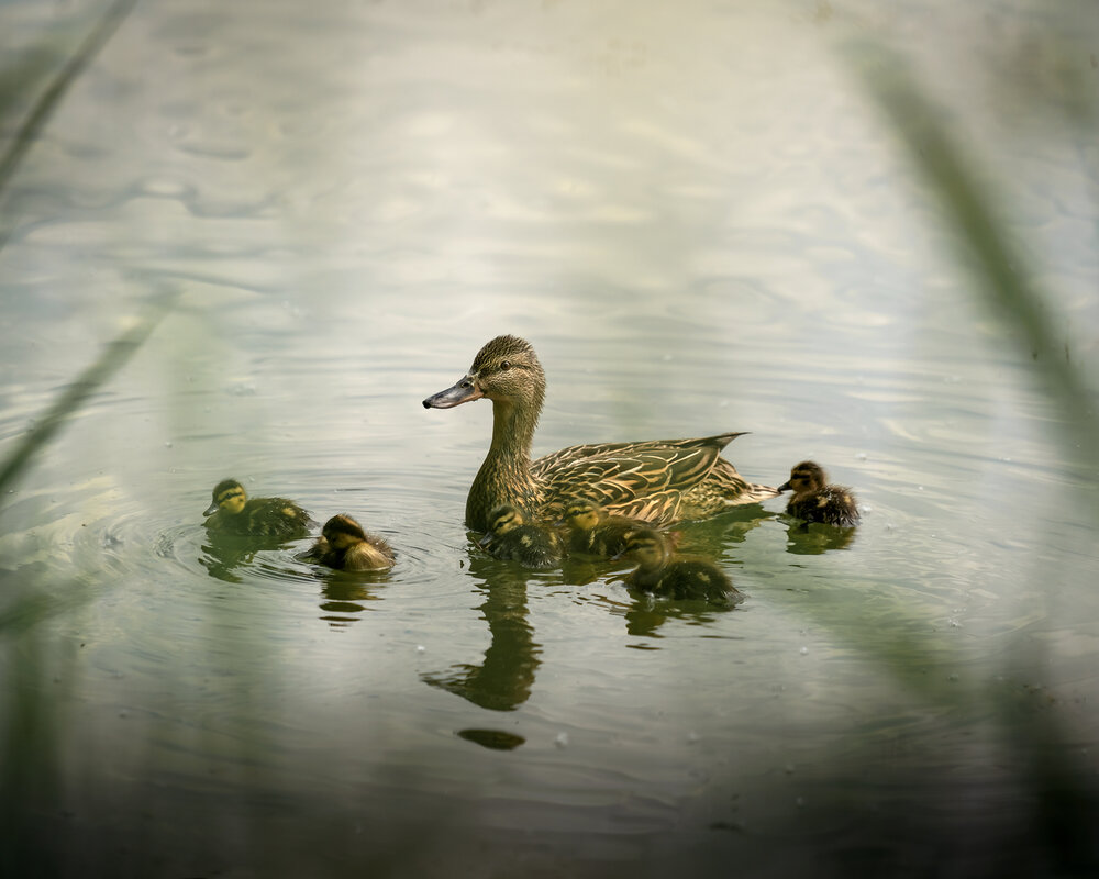 Photograph by Людмила Завьялова