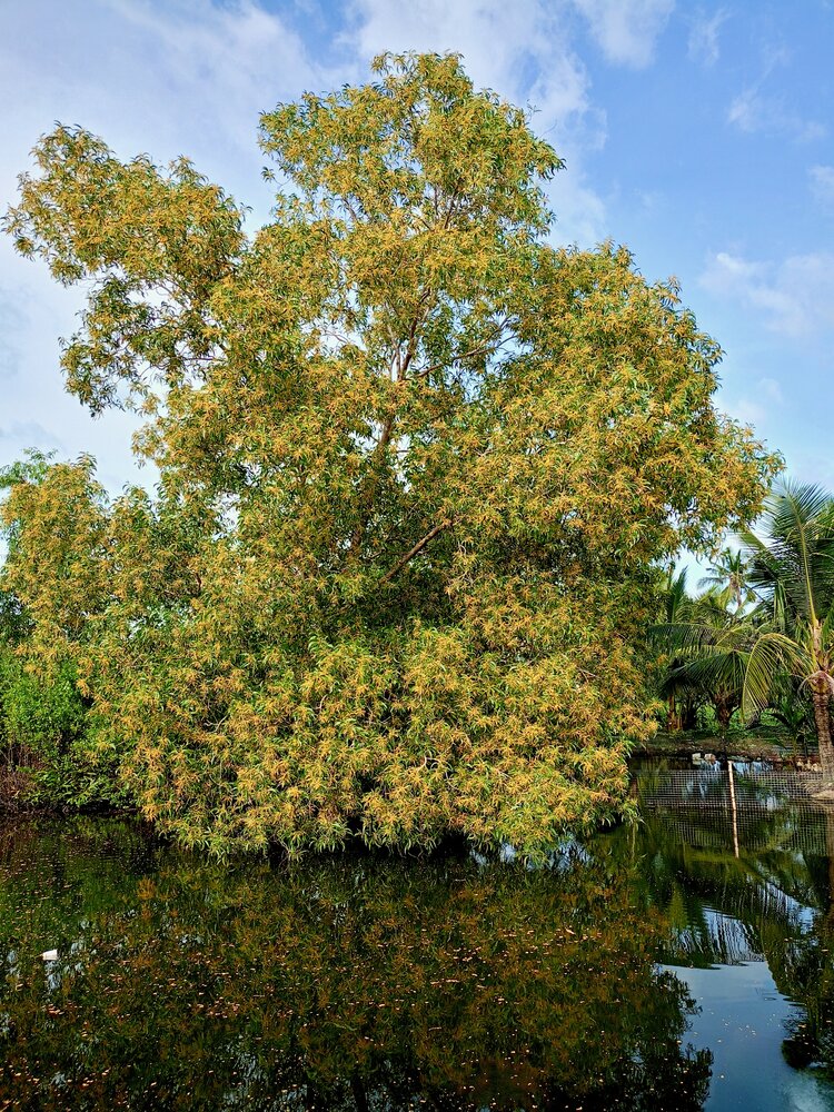 Mountain cajuput tree