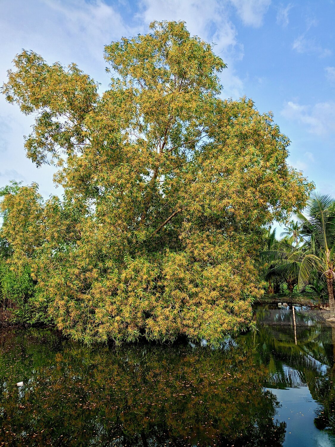 Mountain cajuput tree