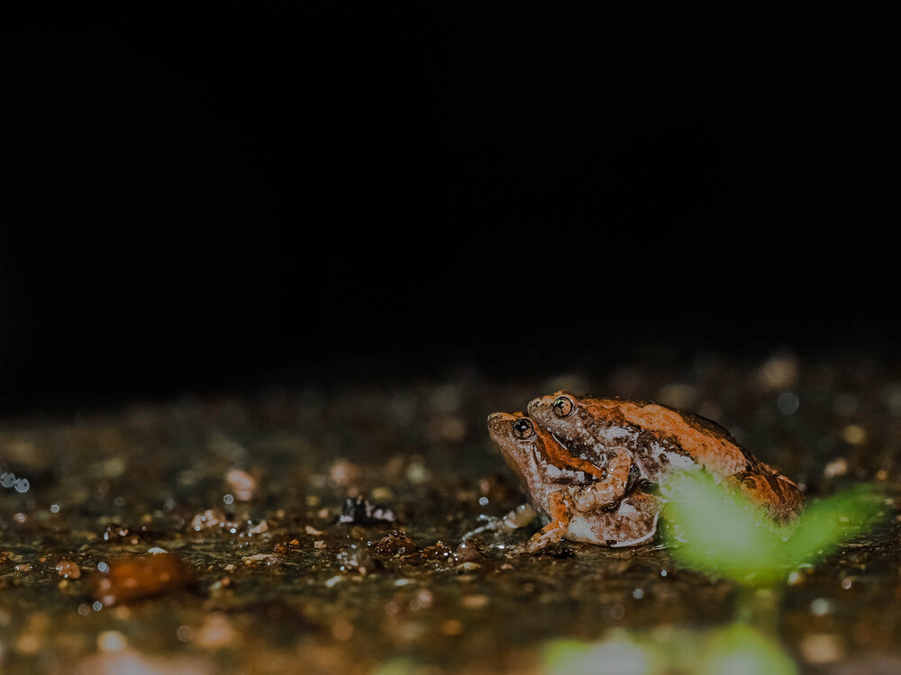 Photograph by Dharmendra Padhiyar
