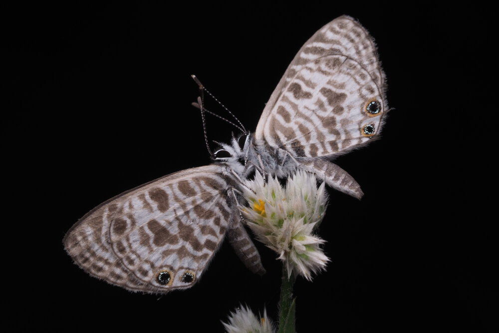 Photograph by Dharmendra Padhiyar