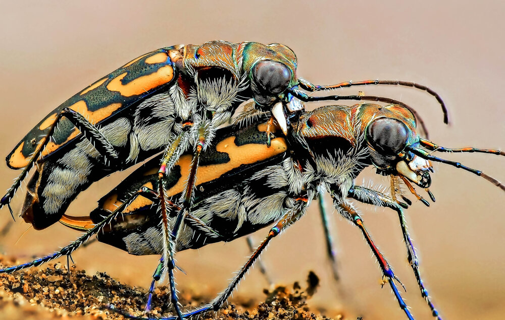 Photograph by Dharmendra Padhiyar