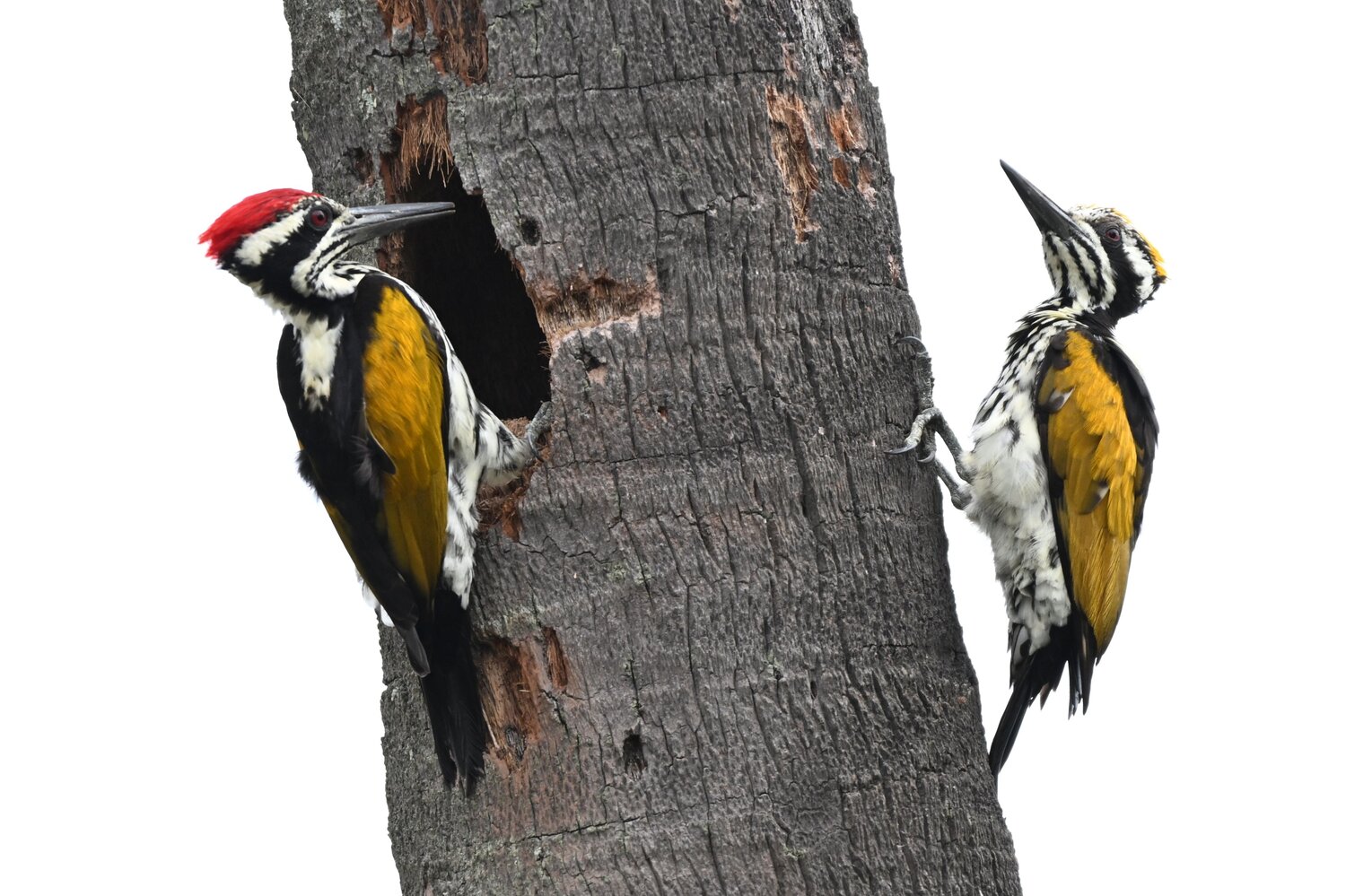 Black rumped Flame back wood peckers male  and female