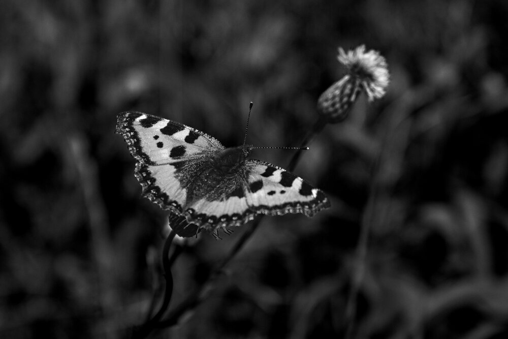Photograph by Елена Андреева