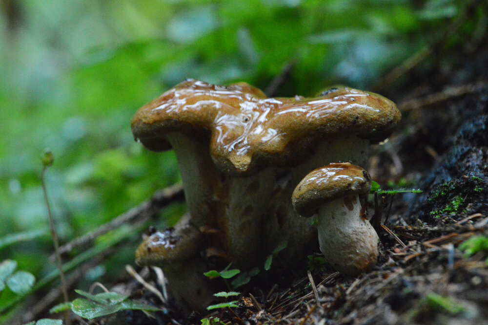 Photograph by Сергей Суворов