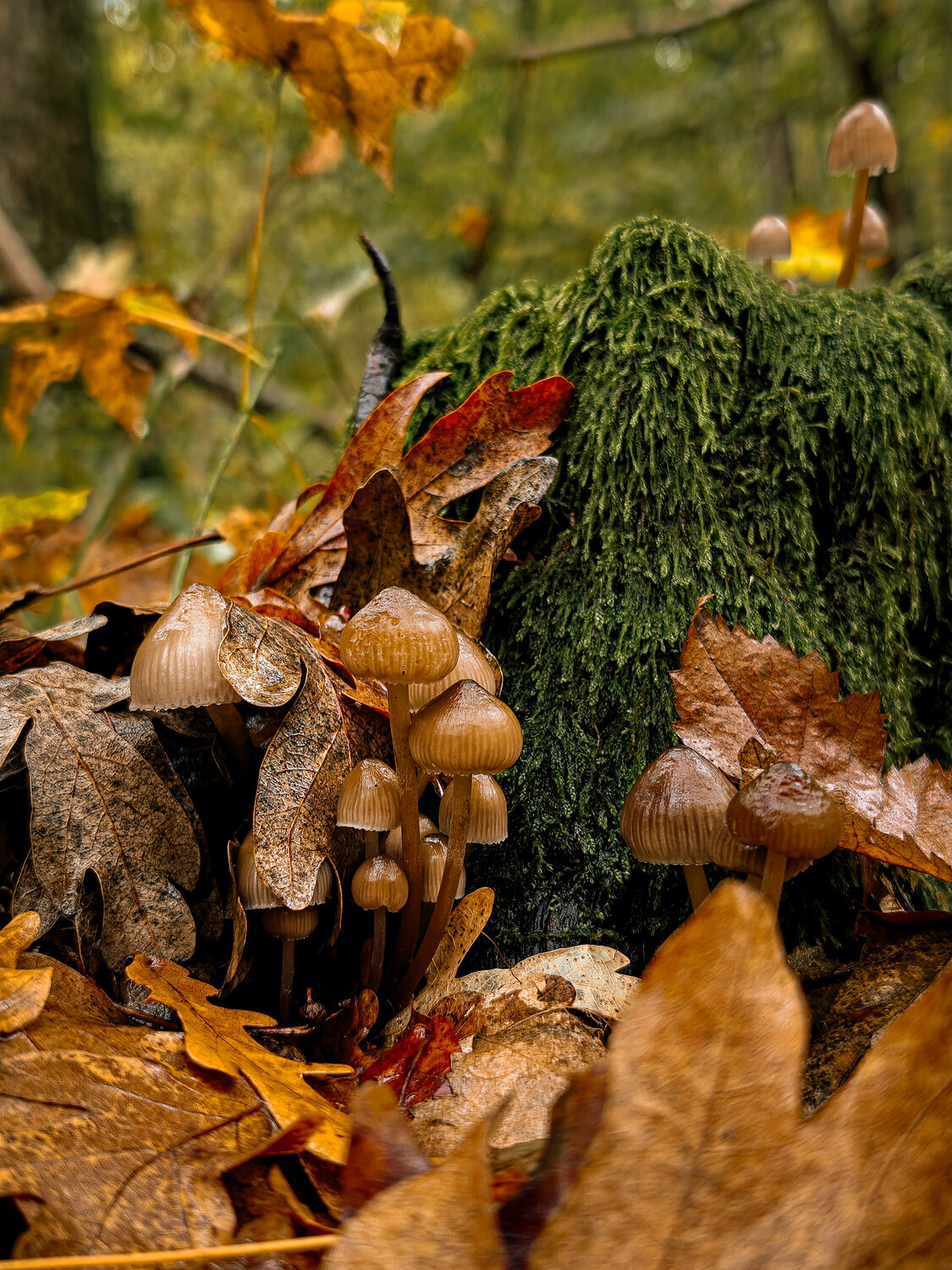 Photo #13926564