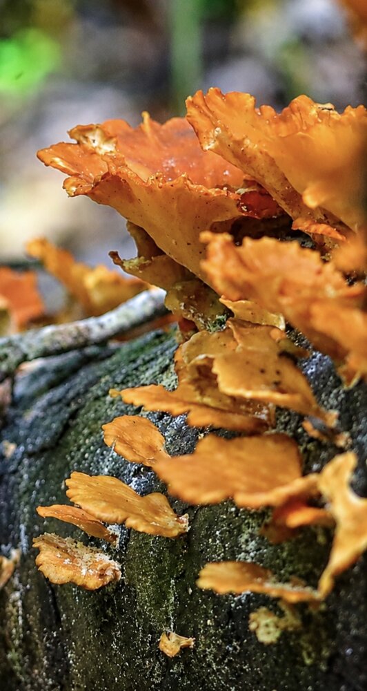 Chicken of the Woods.