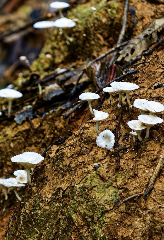 small white wild mushrooms
