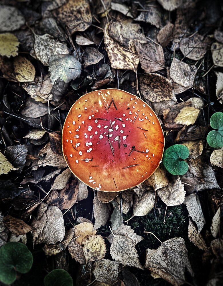 Photograph by Ярославна