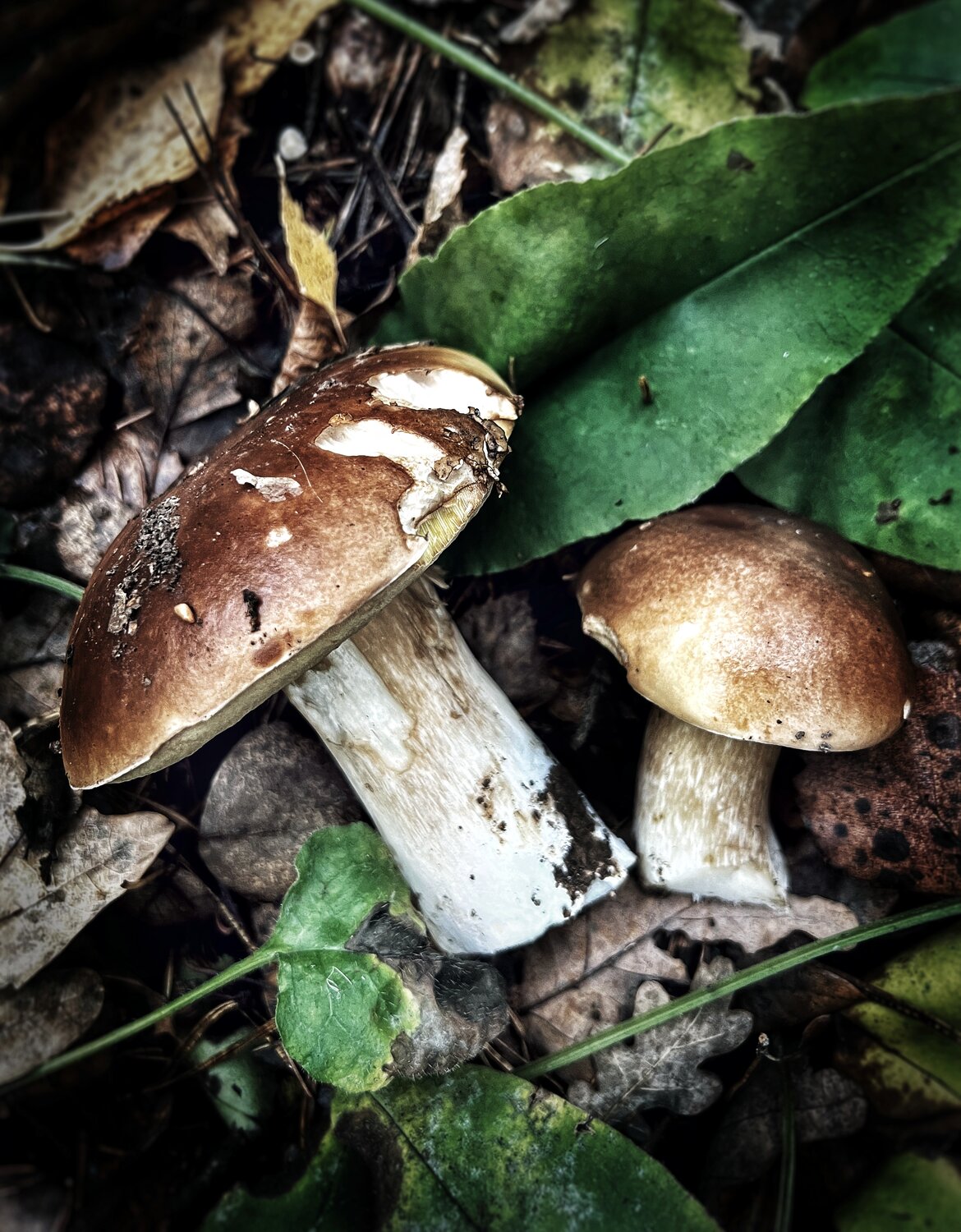 Photo #13926584