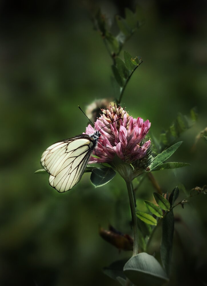 Photograph by Ярославна