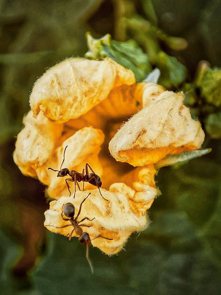 Photograph by Marina Talalina