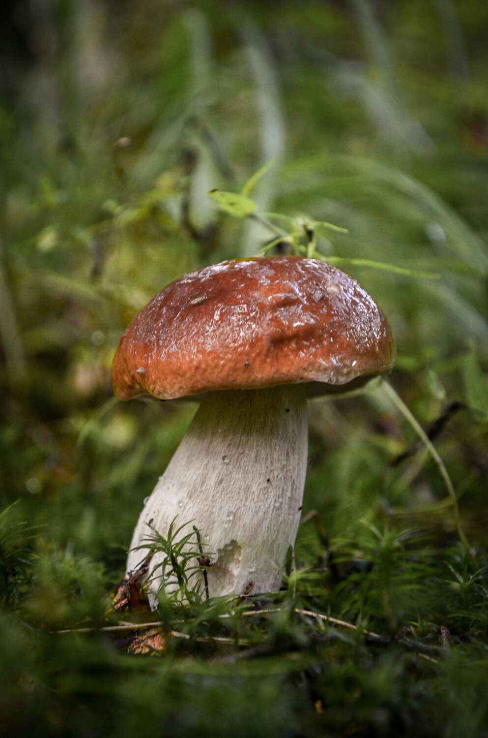 Photo #13926610