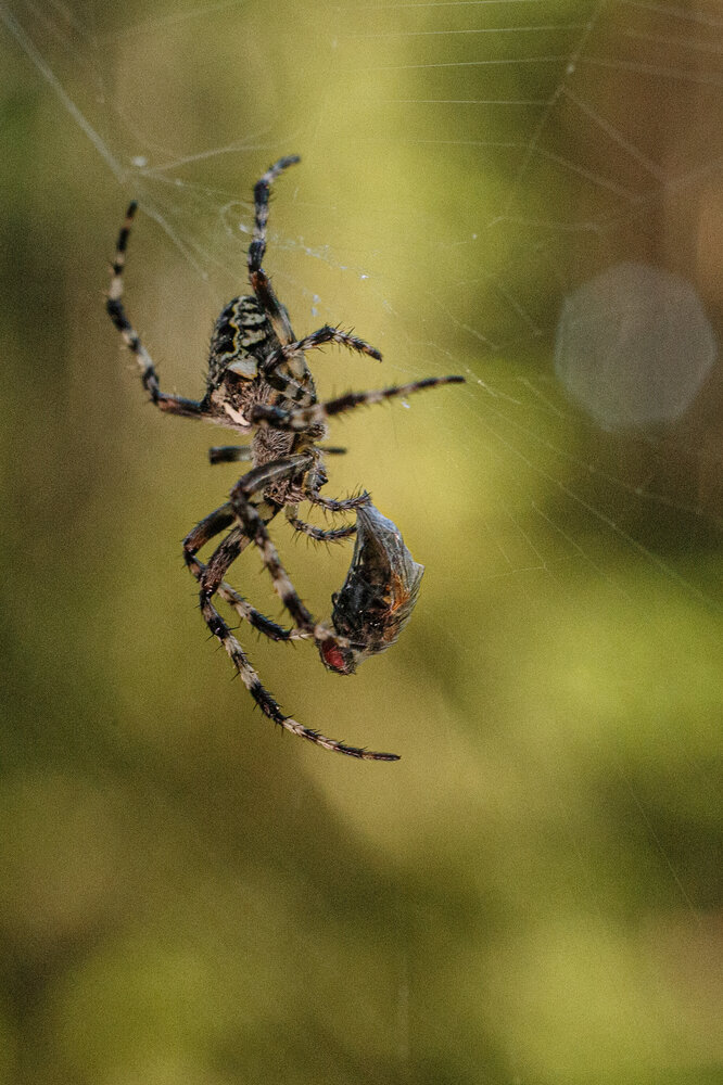 Photograph by Дарья Улюсова