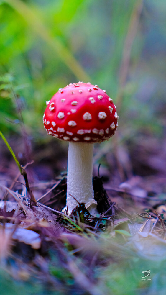 Photograph by Sergey Boiko