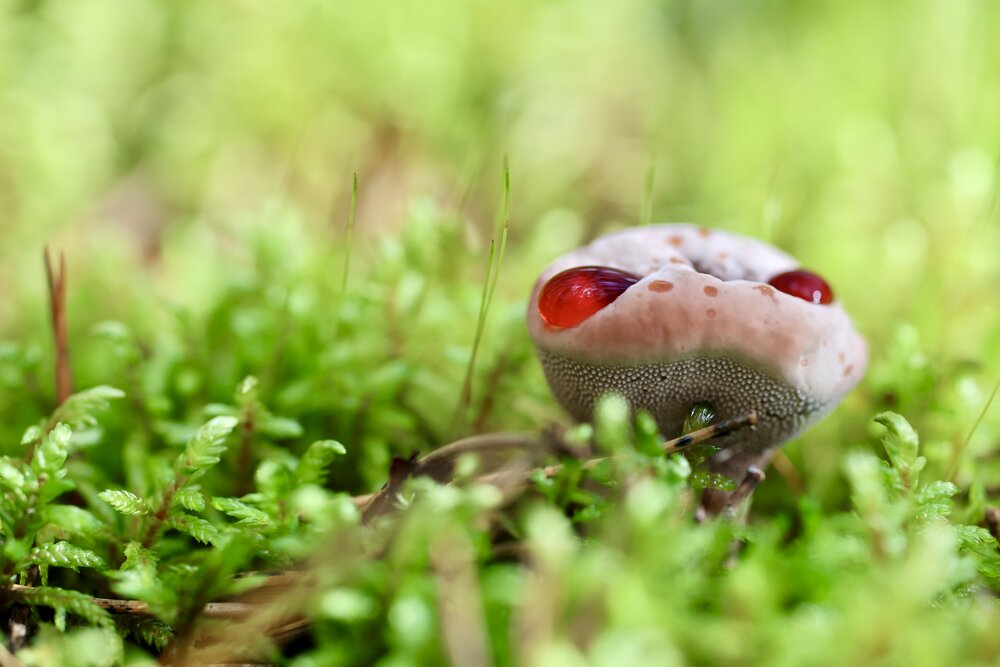 Photograph by Елена Карпухно